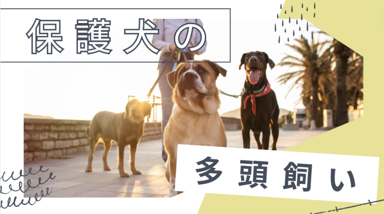 カワイイがいっぱい！ワンダーランド